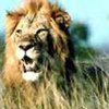 В Эфиопии три льва спасли 12-летнюю девочку от похитителей