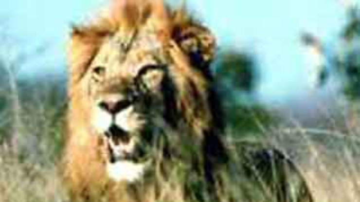 В Эфиопии три льва спасли 12-летнюю девочку от похитителей