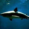 У побережья Флориды тупорылая акула напала на человека