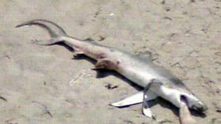 На пляж в Нью-Йорке выбросило акулу