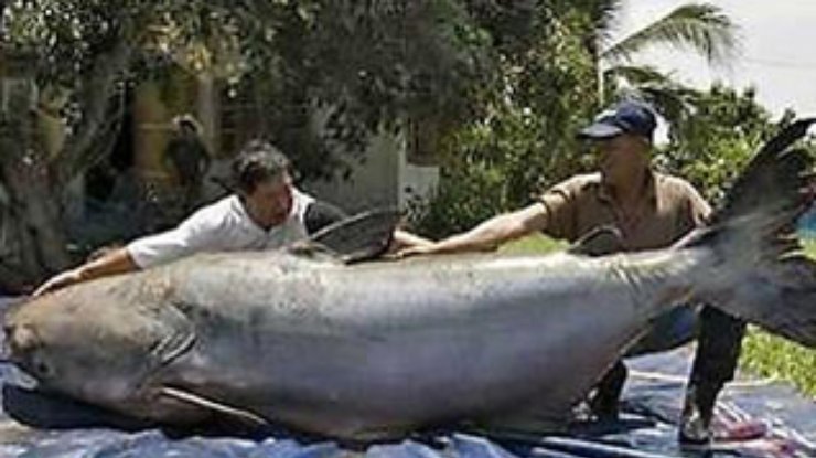 Таиландские рыбаки поймали и съели самого большого в мире сома