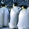 Пингвины одолели пришельцев в отдельно взятом кинотеатре США