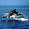 На крымских пляжах находят мертвых дельфинов