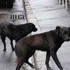 Бродячих собак в Москве отстреливать не будут