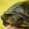 У Харкові живуть двi тисячi середньоазiйських черепах