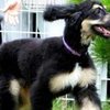 В Южной Корее впервые в мире клонировали собаку