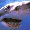 Купающихся защитят от акул электрическим "щитом"