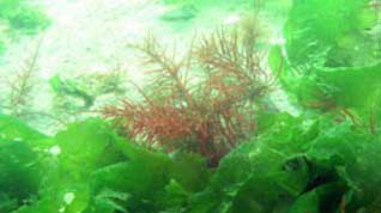 В вирусе морских водорослей нашли средство от старения
