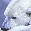Ученые получили доказательства удивительных способностей белых медведей