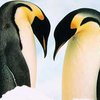 Фильм о спаривании пингвинов бьет рекорды в США
