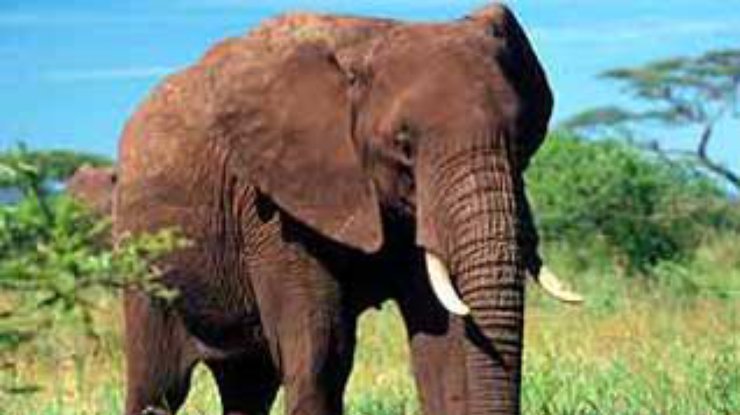 Африканских слонов и гепардов расселят от Техаса до Монтаны
