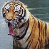 Тигр загрыз 17-летнюю девушку