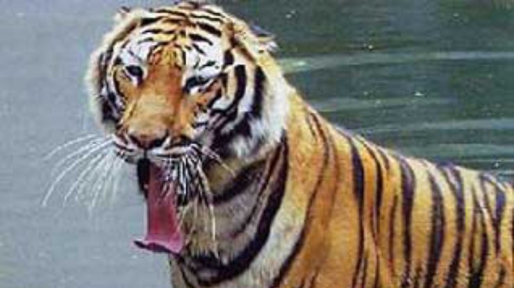 Тигр загрыз 17-летнюю девушку