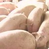 На границе с Литвой Беларусь планирует построить крупнейший в Европе свинокомплекс