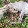 В США поймали чупакабру - убийцу домашних животных