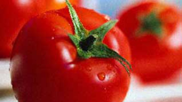 В Испании устроят томатное побоище