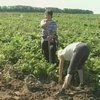 Следующей весной в Беларуси появится памятник картошке
