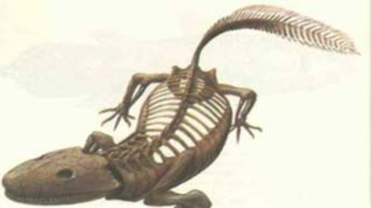 Палеонтологи восстановили походку первого наземного ящера