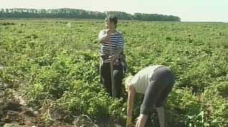Следующей весной в Беларуси появится памятник картошке
