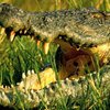 В Перу найден гигантский ископаемый крокодил