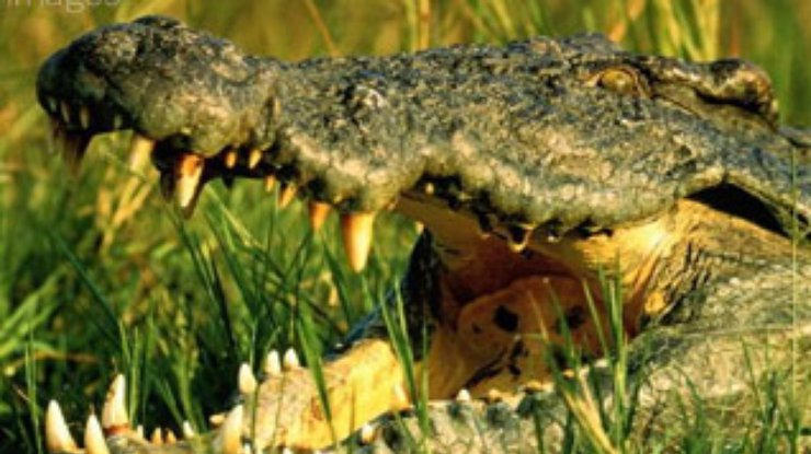 В Перу найден гигантский ископаемый крокодил