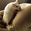 Мышиный ген может оказаться ключом к лечению облысения