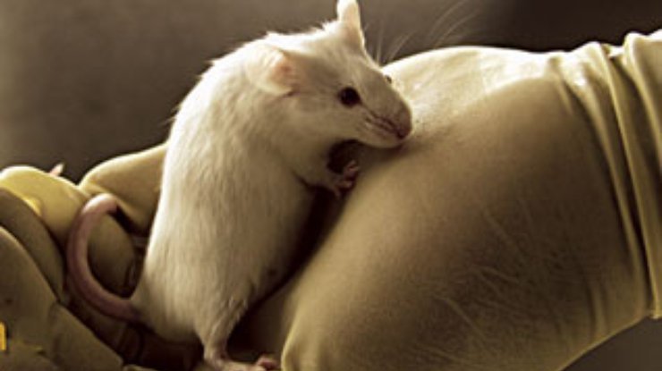 Мышиный ген может оказаться ключом к лечению облысения