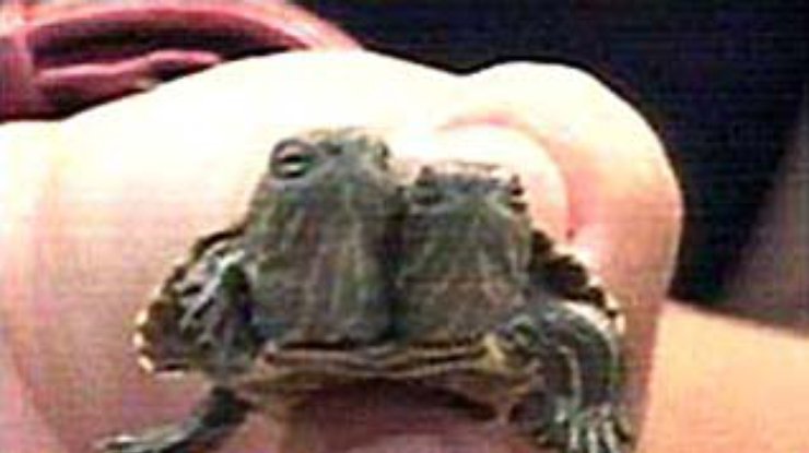 На Кубе в лесу найдена черепаха с двумя головами