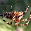 Шотландия подверглась нашествию крупных пауков