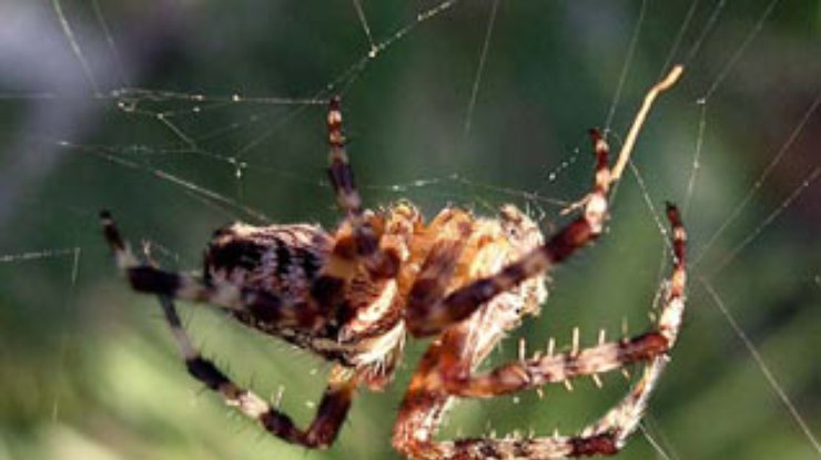 Шотландия подверглась нашествию крупных пауков