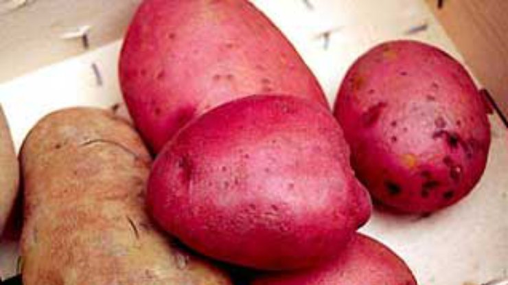 Ученые нашли прародину современного картофеля