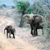 В Кении идет массовое переселение слонов