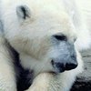 В Якутии нашествие белых медведей