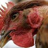 Бавария приговорила птиц к домашнему аресту