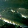 На Камчатке поймали браконьеров с тоннами лосося и икры