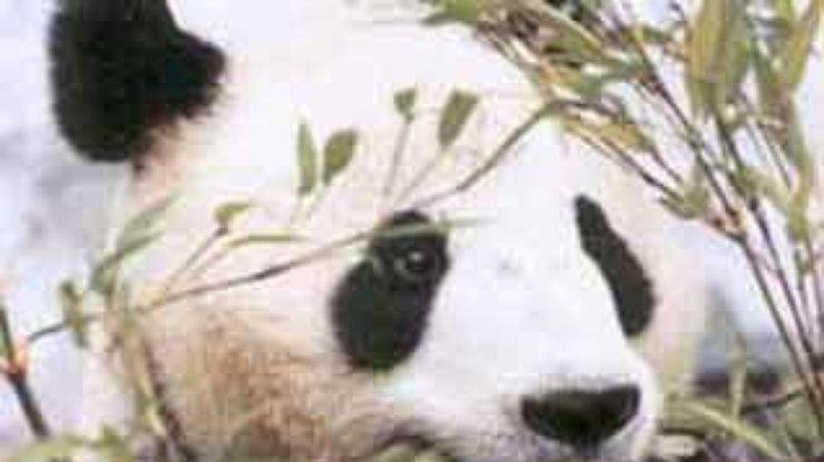 Сбежавшая панда так и не успела посмотреть мир