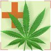 Выполнено первое полноценное исследование болеутоляющих свойств марихуаны
