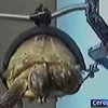 В Ростове-на-Дону научились делать из черепах биороботов