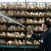 В Китае отмечена третья за неделю вспышка "птичьего гриппа"