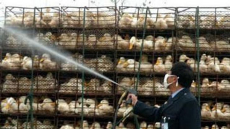 В Китае отмечена третья за неделю вспышка "птичьего гриппа"