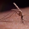 Грибок как новое средство борьбы с малярией
