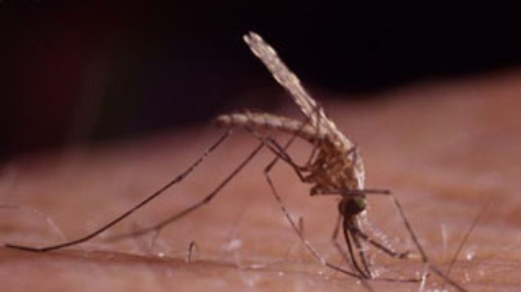 Грибок как новое средство борьбы с малярией