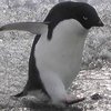 Айсберги перестраивают геном пингвинов