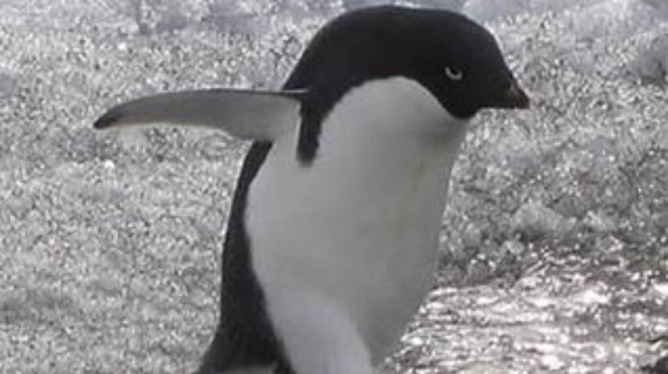 Айсберги перестраивают геном пингвинов