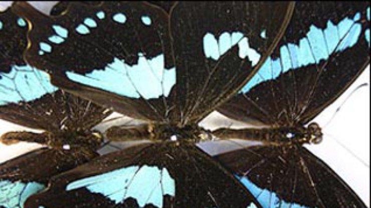 Африканские бабочки развили на себе наноструктуры