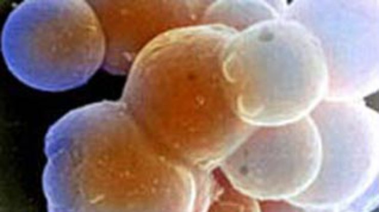 Из эмбриональных стволовых клеток выращена хрящевая ткань