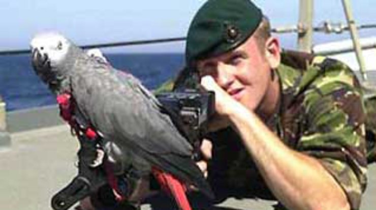 Британские ВМС списали на сушу знаменитого попугая-матерщинника по кличке Санни