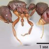 Учёный назвал новый вид муравья в честь Google