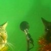 В Америке собаки и коты запели рождественскую песню