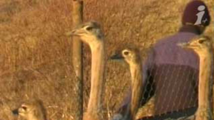 Черные африканские страусы прижились в буковинском селе